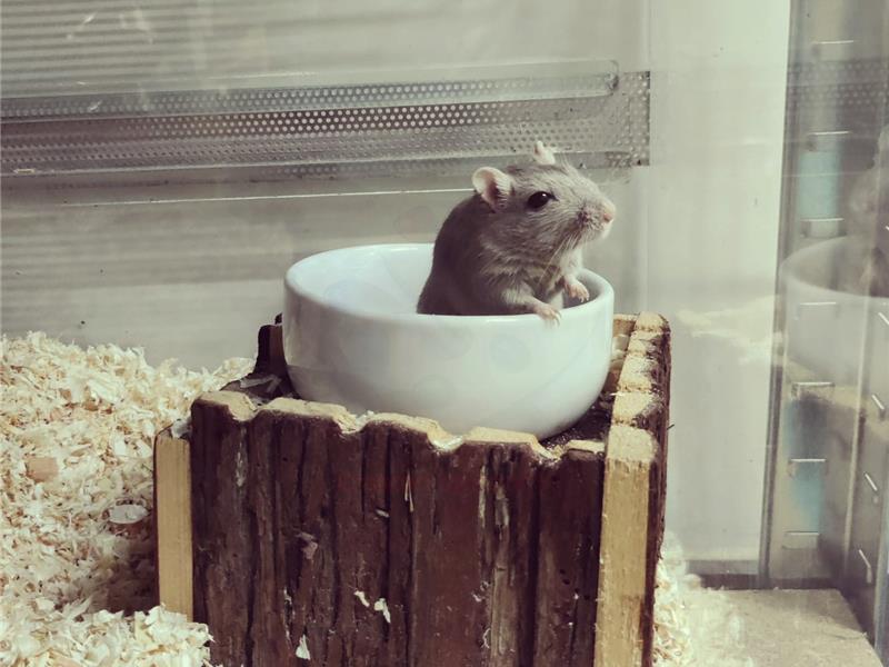 Opvang voor gerbils